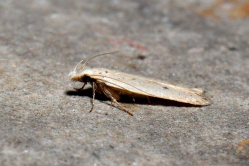 Réf. 241 894 : Nothris verbascella